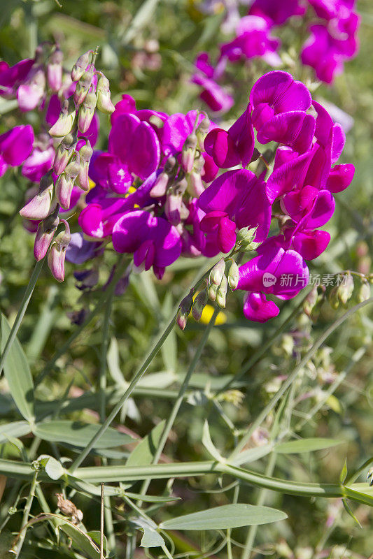 阔叶万年青豌豆(Lathyrus latifolius)